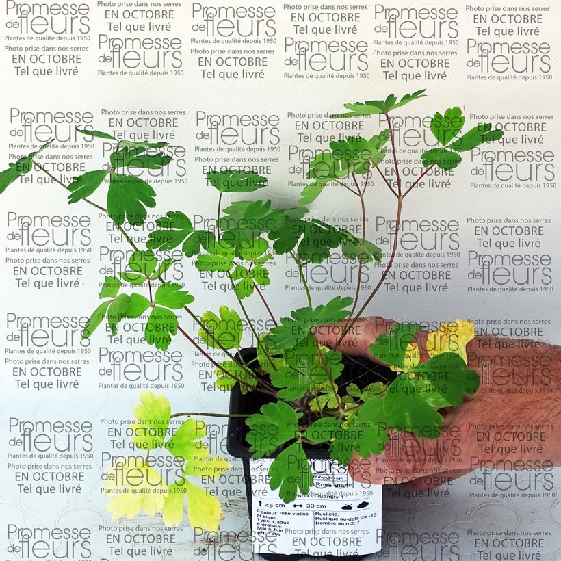 Exemplo de amostra de Ancolie Musik Rose-Blanc Vaso de 7/8 cm tal como entregue