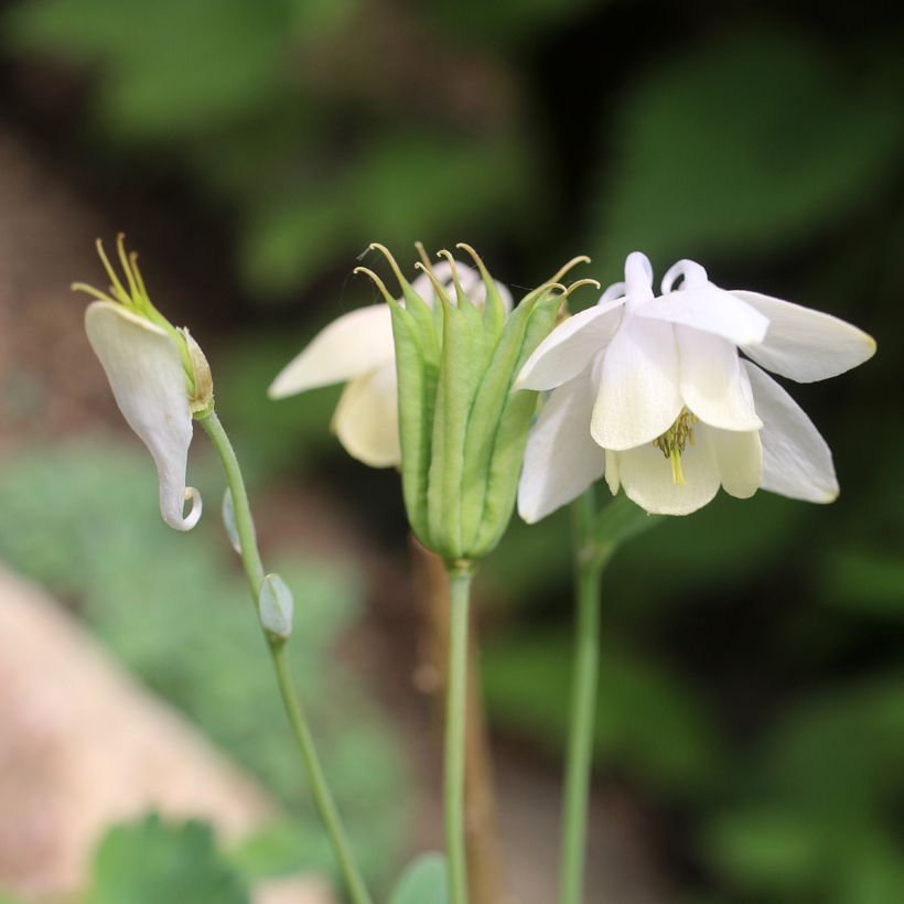 Aquilégia flabellata var. pumila alba (Floração)