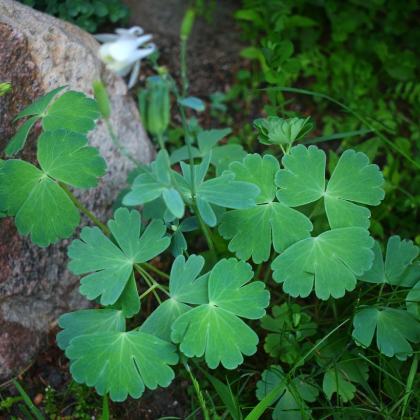 Aquilégia flabellata var. pumila alba (Hábito)