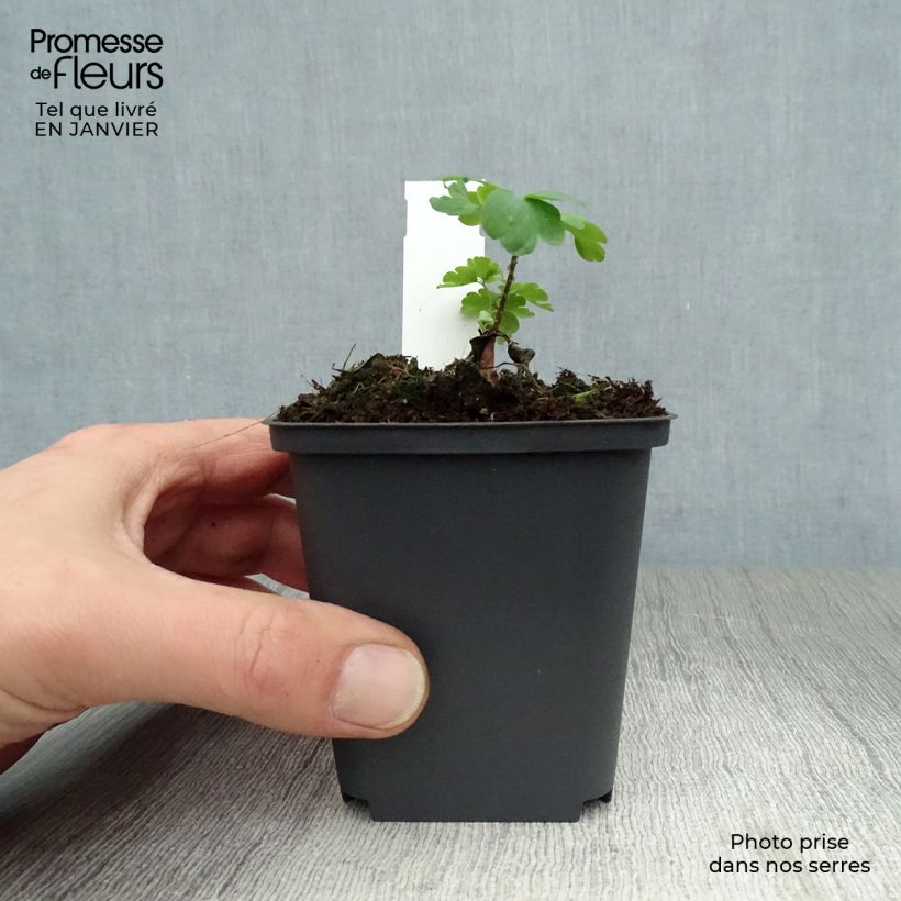 Amostra de Ancolie William Guiness - Aquilegia vulgaris William Guiness Vaso de 8/9 cm tal como entregue no inverno