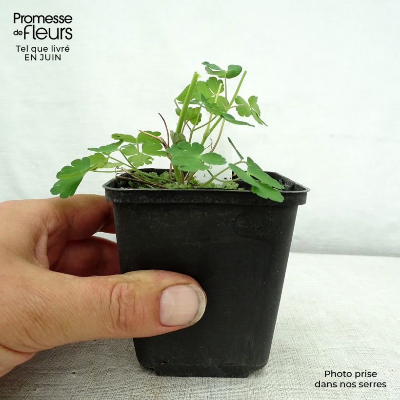 Amostra de Aquilégia vulgaris Winky Double Dark Blue White Vaso de 8/9 cm tal como entregue no verão