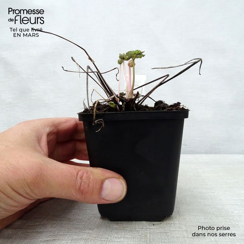 Amostra de Ancolie Winky Double Dark Blue White - Aquilegia vulgaris Vaso de 8/9 cm tal como entregue na primavera