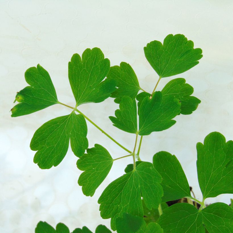 Aquilégia vulgaris Winky Double Red White (Folhagem)