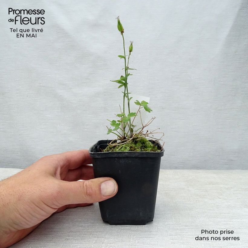 Amostra de Aquilégia vulgaris Winky Double Red White Vaso de 8/9 cm tal como entregue na primavera