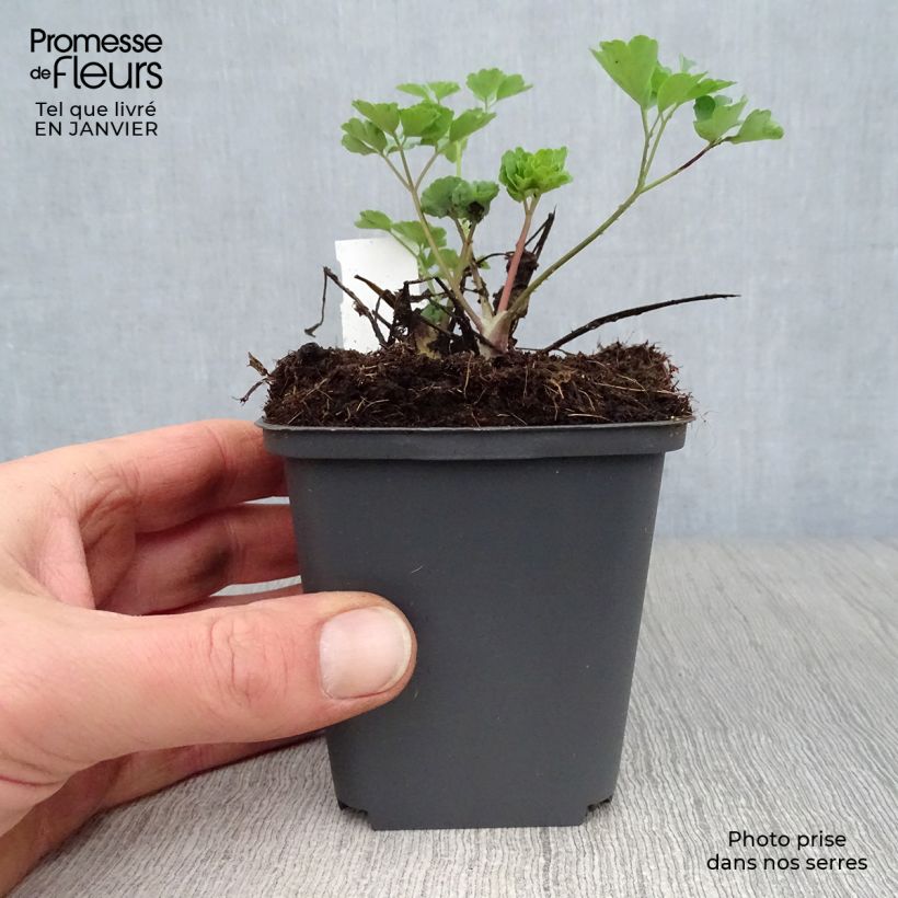 Amostra de Ancolie Winky Double Red White - Aquilegia vulgaris. Vaso de 8/9 cm tal como entregue no inverno