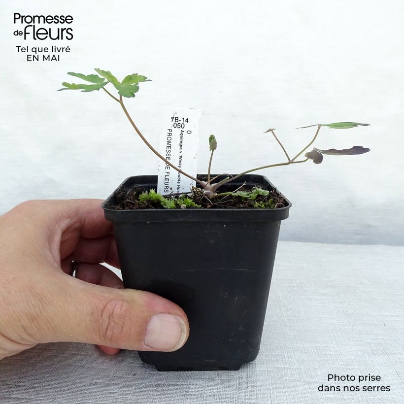 Amostra de Aquilégia Winky Double Rosa Branco Vaso de 8/9 cm tal como entregue na primavera