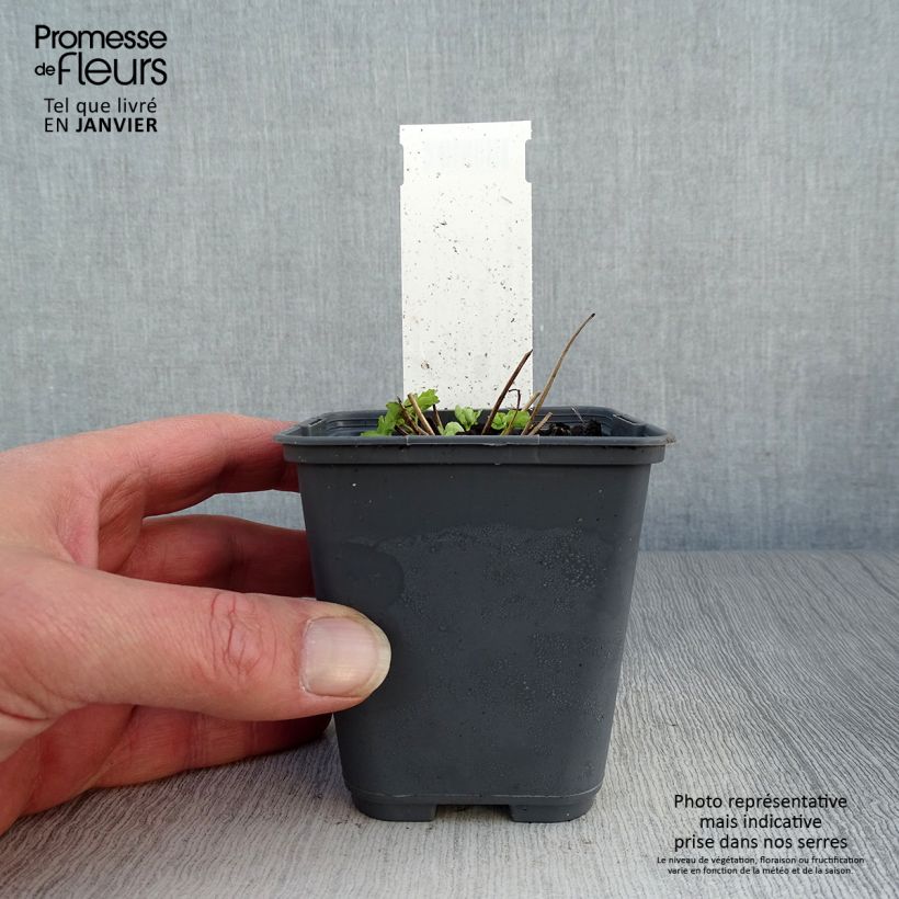 Amostra de Ancolie Winky White and White - Aquilegia vulgaris Vaso de 8/9 cm tal como entregue no inverno