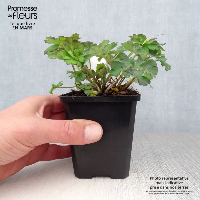 Amostra de Aquilégia caerulea Snow Queen Vaso de 8/9 cm tal como entregue na primavera