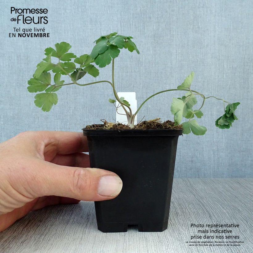 Amostra de Aquilégia alpina Vaso de 8/9 cm tal como entregue no outono