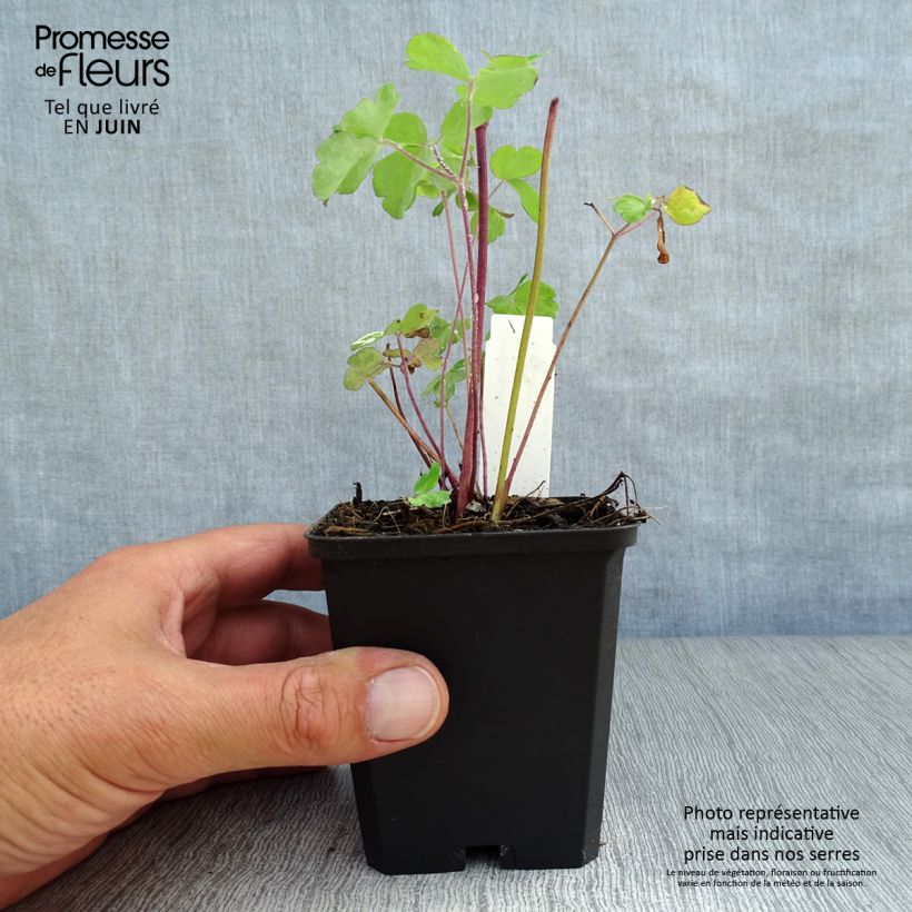 Amostra de Aquilégia alpina Vaso de 8/9 cm tal como entregue no verão