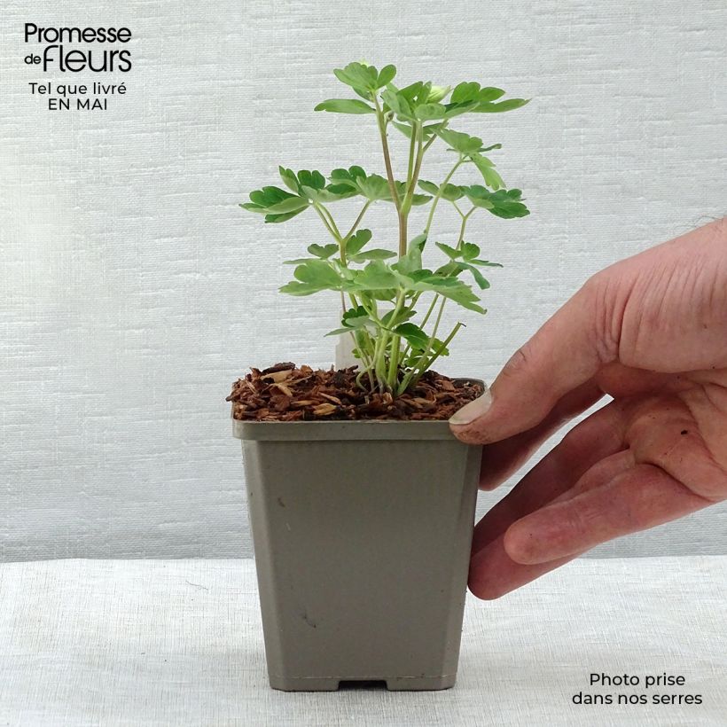 Amostra de Aquilégia alpina Vaso de 8/9 cm tal como entregue na primavera