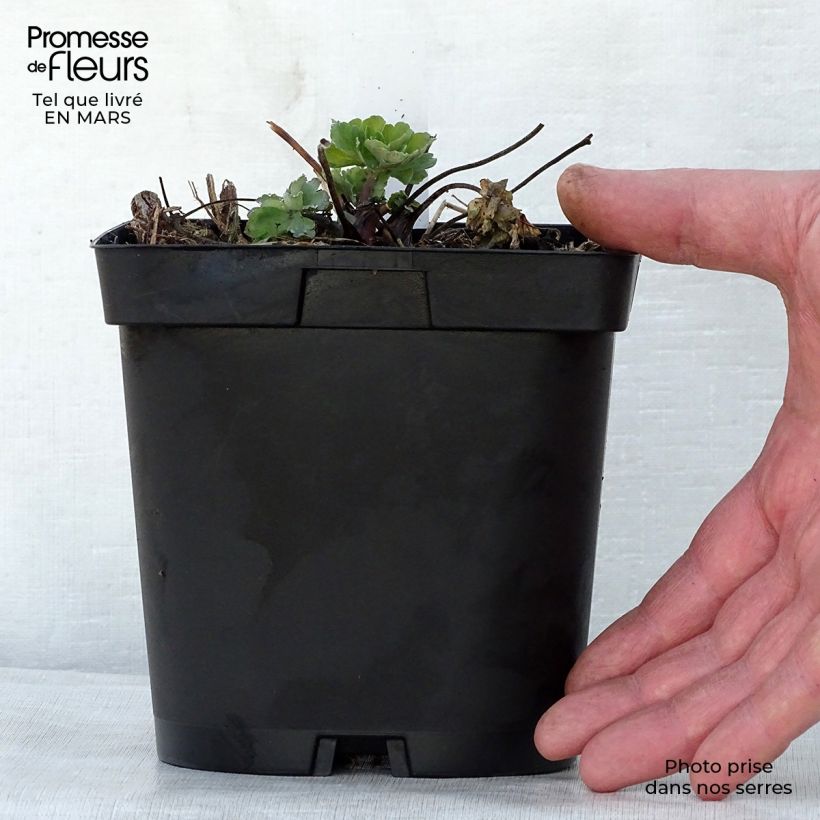 Amostra de Aquilégia alpina Vaso de 2 L/3 L tal como entregue na primavera