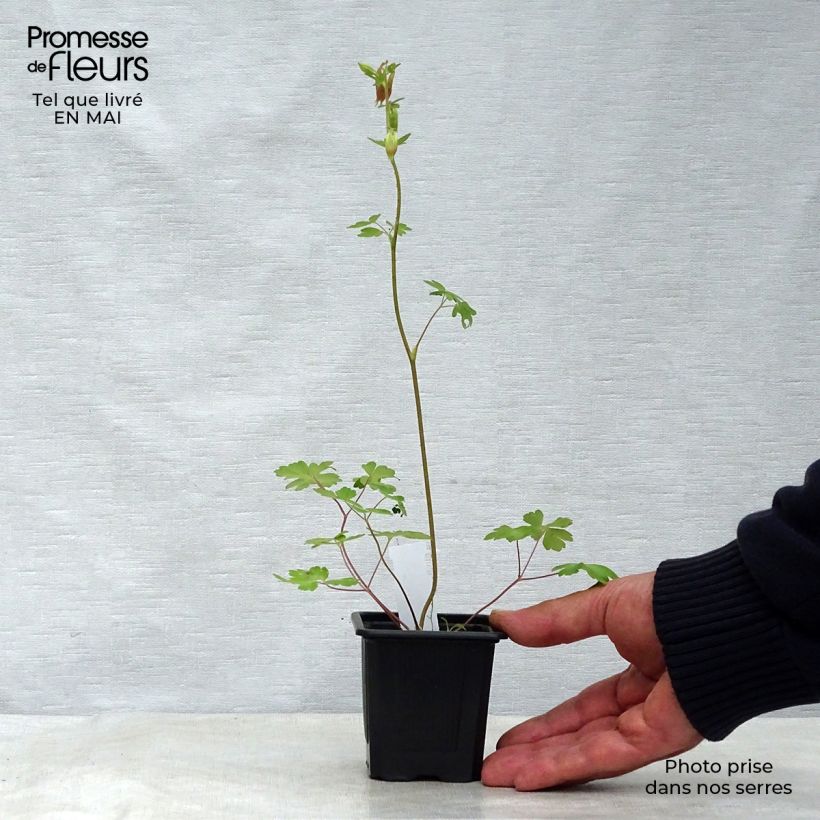 Amostra de Aquilégia canadensis Vaso de 8/9 cm tal como entregue na primavera