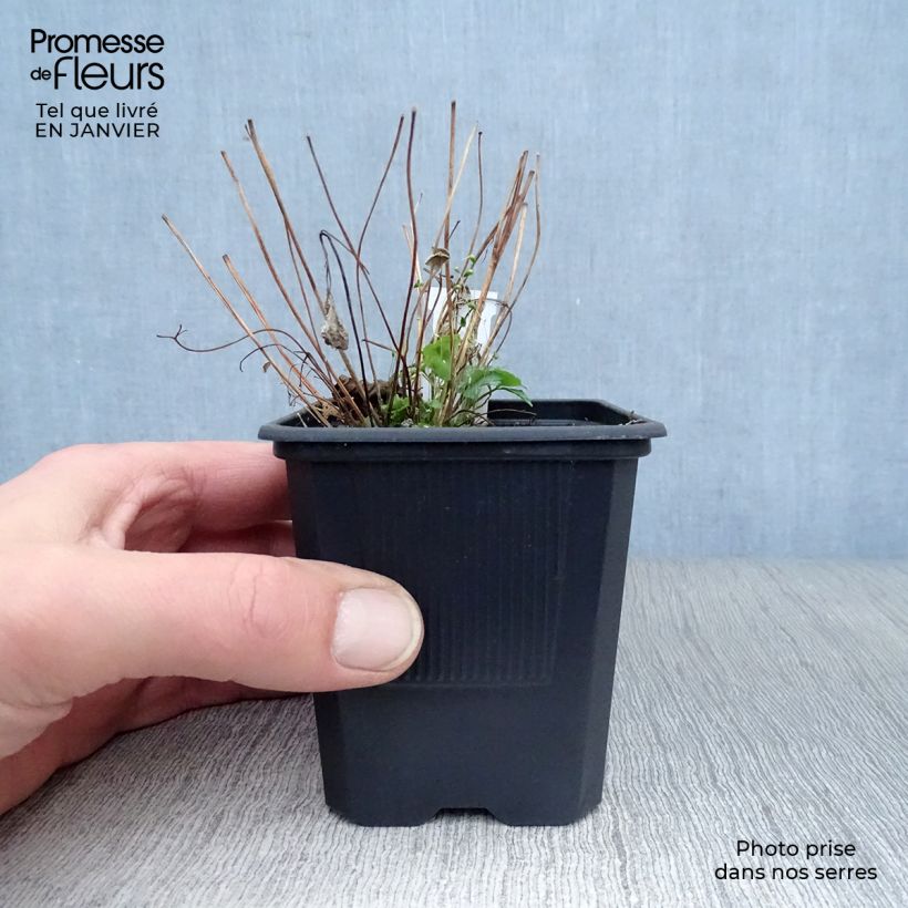 Amostra de Ancolie du Canada, Aquilegia canadensis Vaso de 8/9 cm tal como entregue no inverno