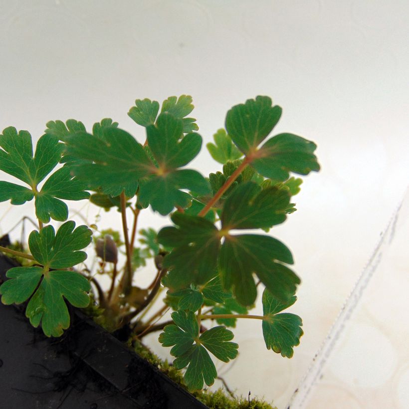 Aquilégia canadensis Little Lanterns (Folhagem)