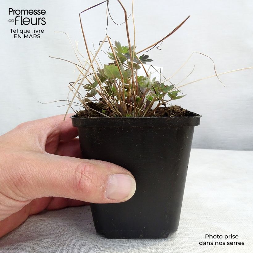 Amostra de Ancolie du Canada, Aquilegia canadensis Little Lanterns Vaso de 8/9 cm tal como entregue no inverno