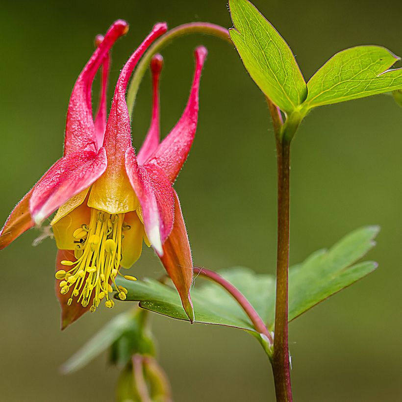 Aquilégia canadensis (Floração)