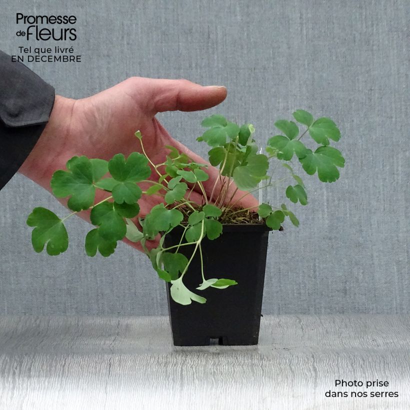 Amostra de Ancolie hybride Black Barlow - Aquilegia Black Barlow Vaso de 8/9 cm tal como entregue no inverno