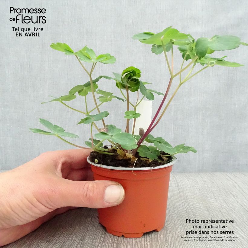 Amostra de Aquilégia vulgaris var. stellata Black Barlow Vaso de 8/9 cm tal como entregue na primavera