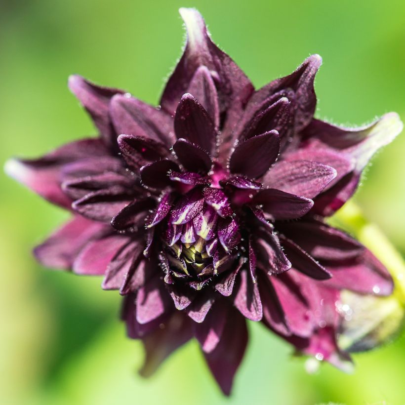 Aquilégia vulgaris var. stellata Black Barlow (Floração)