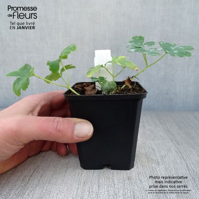 Amostra de Ancolie hybride Nora Barlow - Aquilegia Nora Barlow Vaso de 8/9 cm tal como entregue no inverno