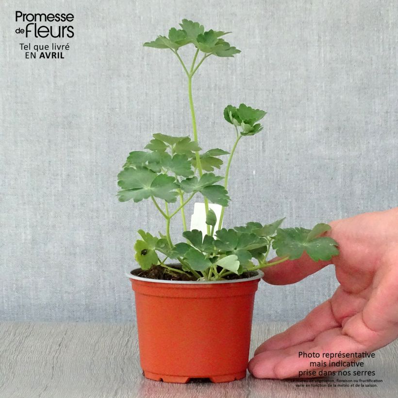 Amostra de Aquilégia vulgaris Nora Barlow Vaso de 8/9 cm tal como entregue na primavera