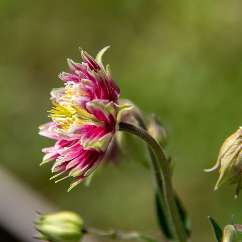 Aquilégia vulgaris Nora Barlow (Floração)