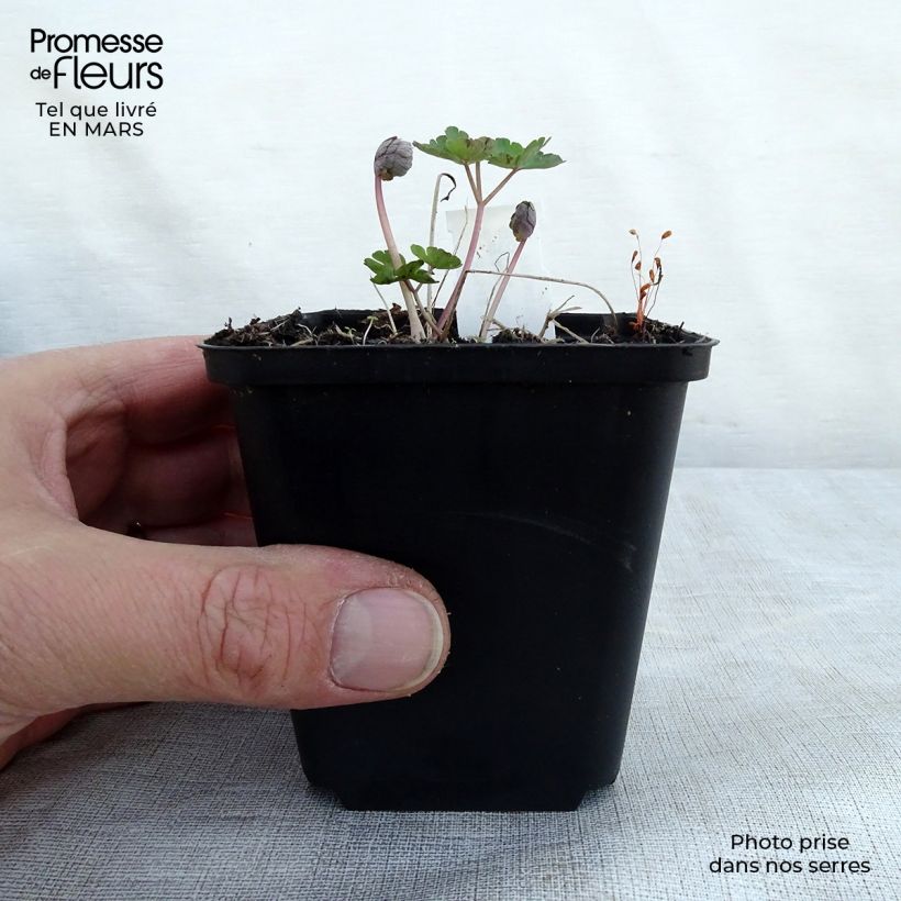 Amostra de Aquilégia vulgaris var. stellata Rose Barlow Vaso de 8/9 cm tal como entregue na primavera