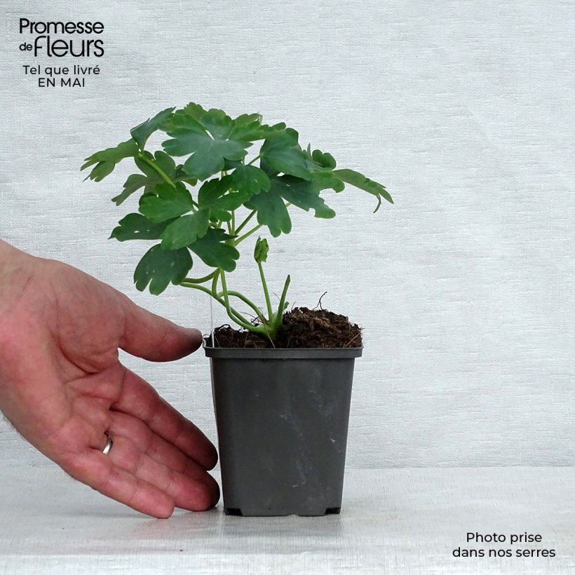 Amostra de Aquilégia vulgaris var. stellata White Barlow Vaso de 8/9 cm tal como entregue na primavera