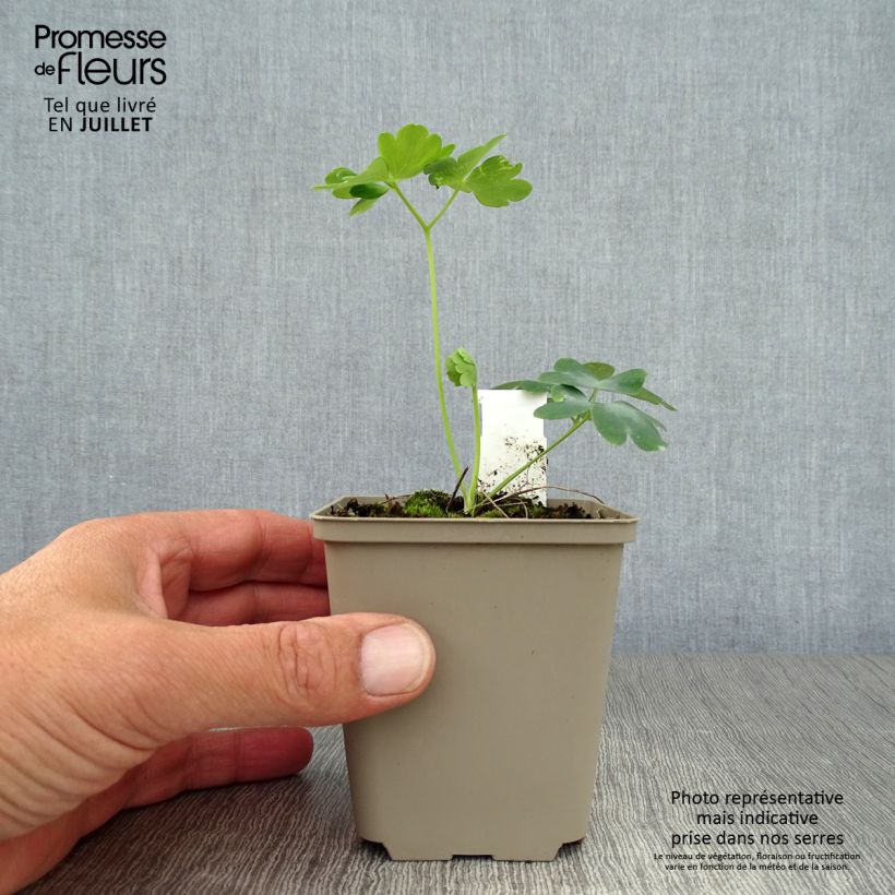 Amostra de Aquilégia vulgaris var. stellata White Barlow Vaso de 8/9 cm tal como entregue no verão