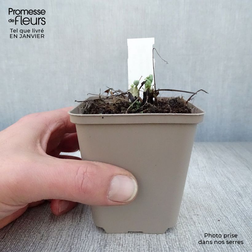 Amostra de Aquilégia vulgaris var. stellata White Barlow Vaso de 8/9 cm tal como entregue no inverno