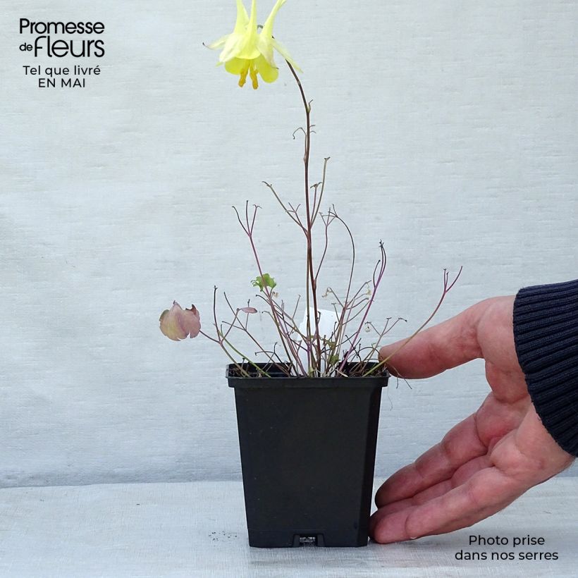 Amostra de Aquilégia chrysantha Yellow Queen Vaso de 8/9 cm tal como entregue na primavera