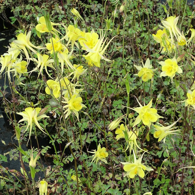Aquilégia chrysantha Yellow Queen (Hábito)
