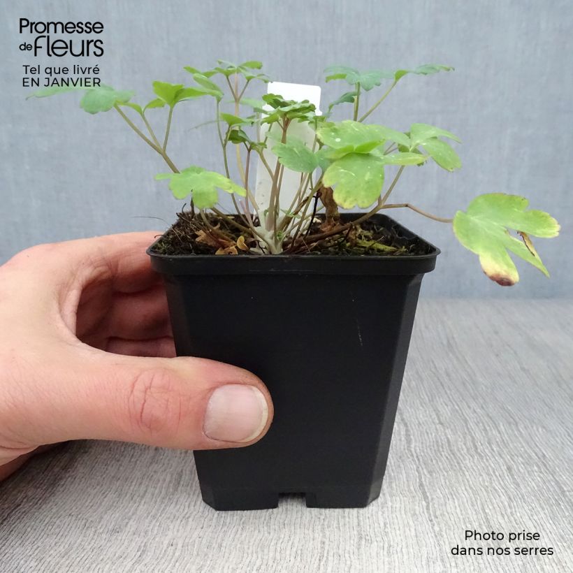 Amostra de Aquilégia chrysantha Yellow Queen Vaso de 8/9 cm tal como entregue no inverno