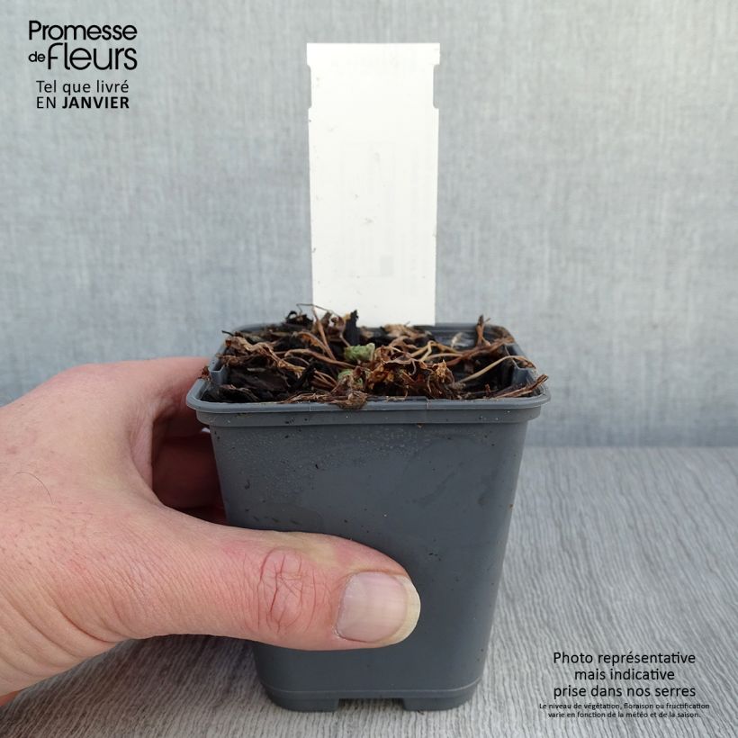 Amostra de Aquilégia flabellata Cameo Blue and White Vaso de 8/9 cm tal como entregue no inverno