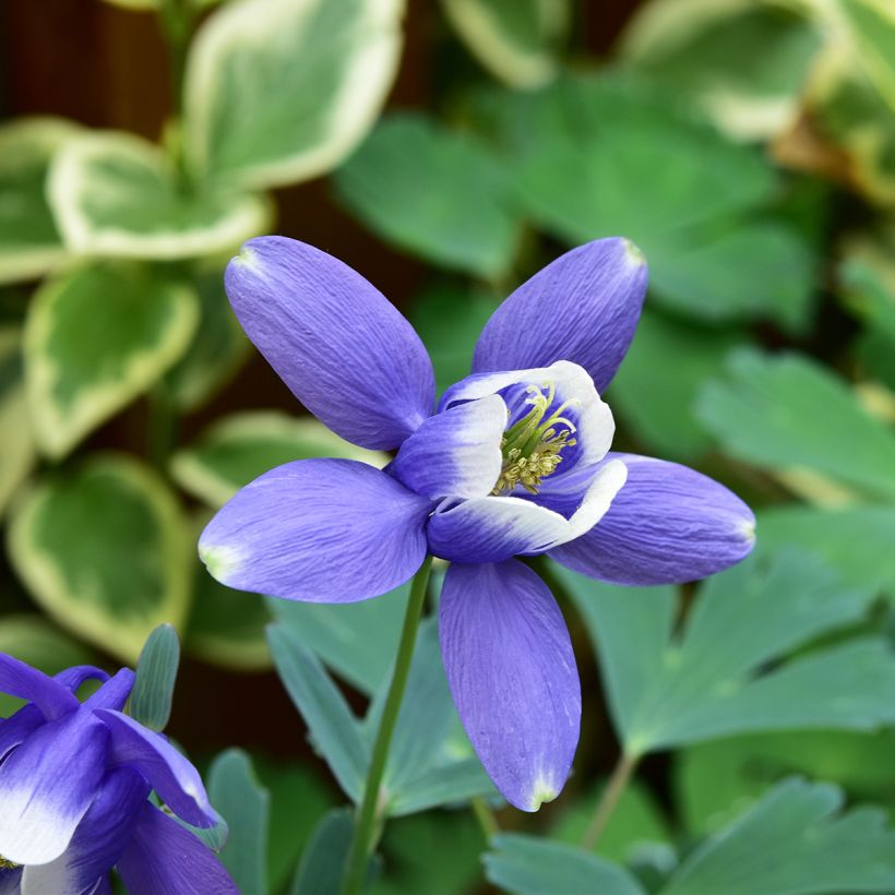Aquilégia flabellata Cameo Blue and White (Floração)