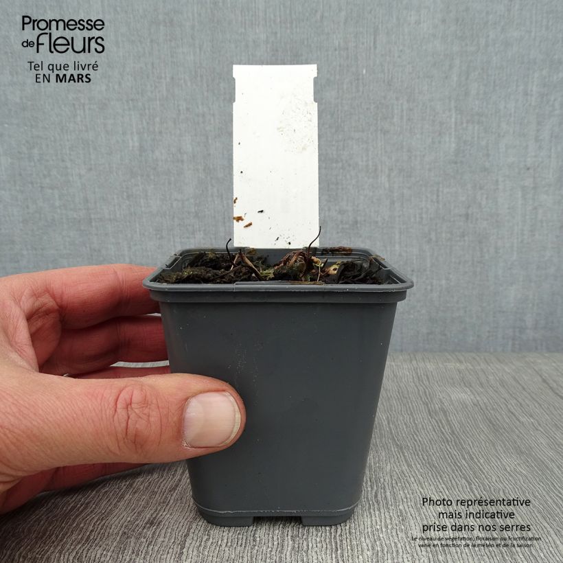 Amostra de Ancolie naine - Aquilegia flabellata Cameo White Vaso de 8/9 cm tal como entregue no inverno