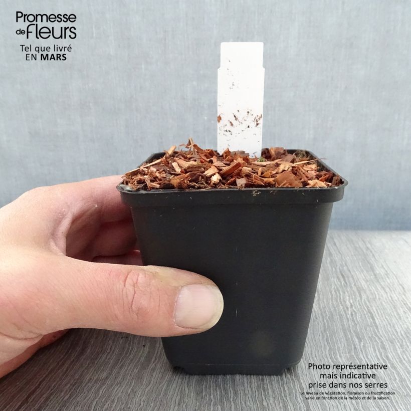 Amostra de Aquilégia flabellata Cameo White Vaso de 8/9 cm tal como entregue na primavera