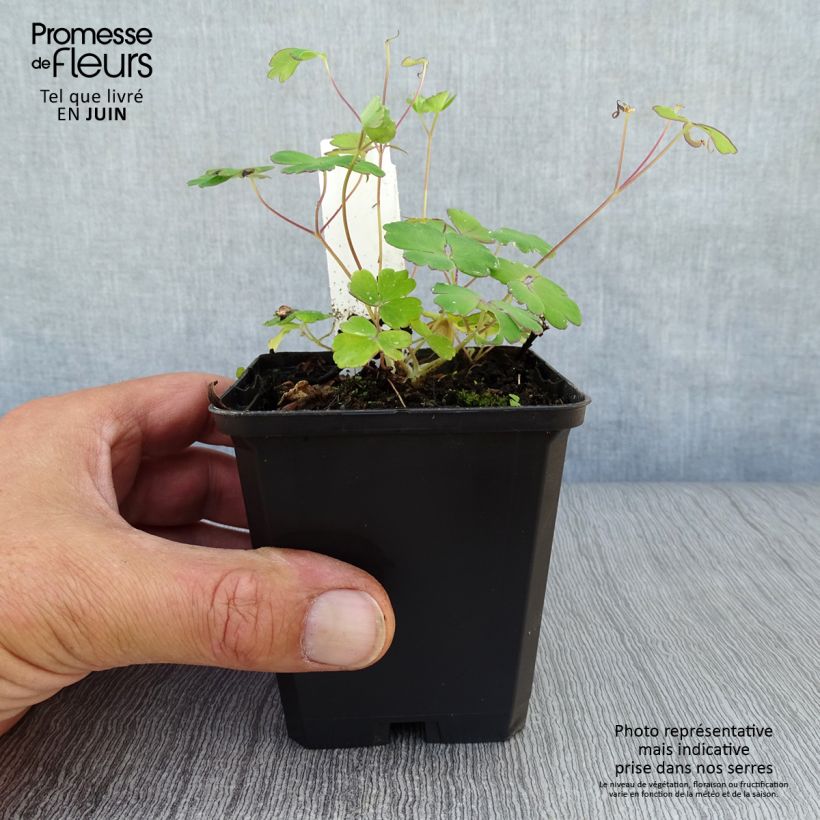 Amostra de Aquilégia flabellata Ministar Vaso de 8/9 cm tal como entregue no verão