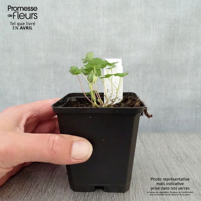 Amostra de Aquilégia flabellata Ministar Vaso de 8/9 cm tal como entregue na primavera