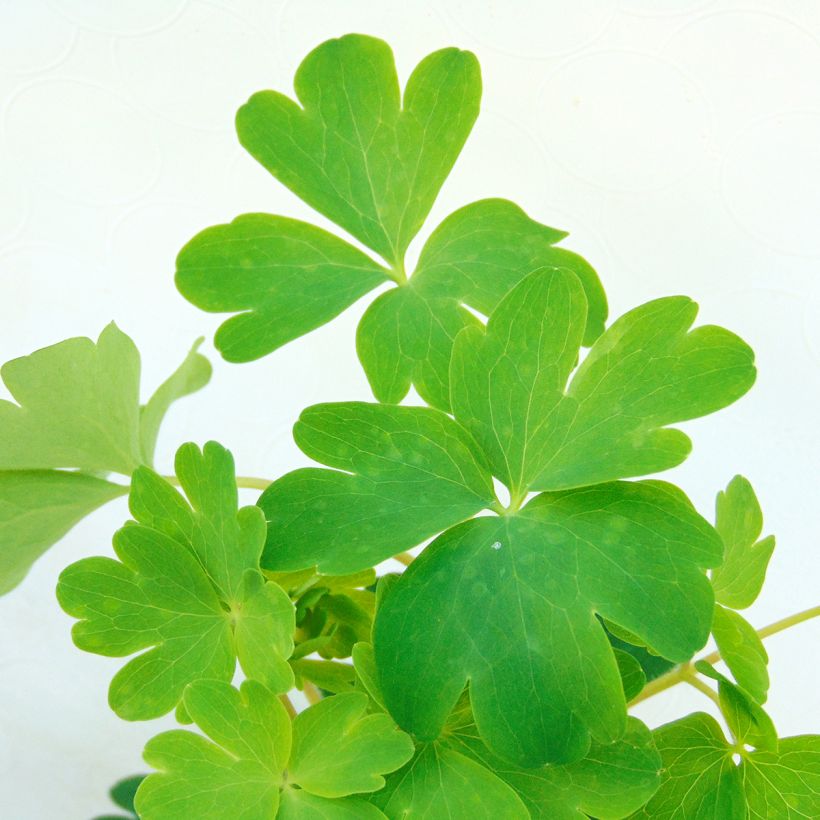 Aquilégia vulgaris Ruby Port (Folhagem)