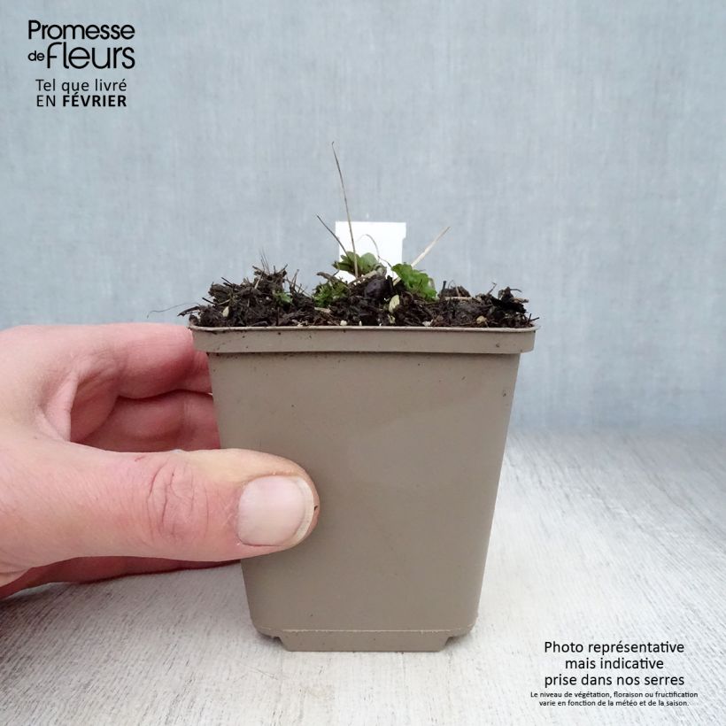 Amostra de Ancolie vulgaris Ruby Port Vaso de 8/9 cm tal como entregue no inverno