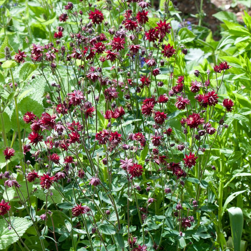 Aquilégia vulgaris Ruby Port (Hábito)