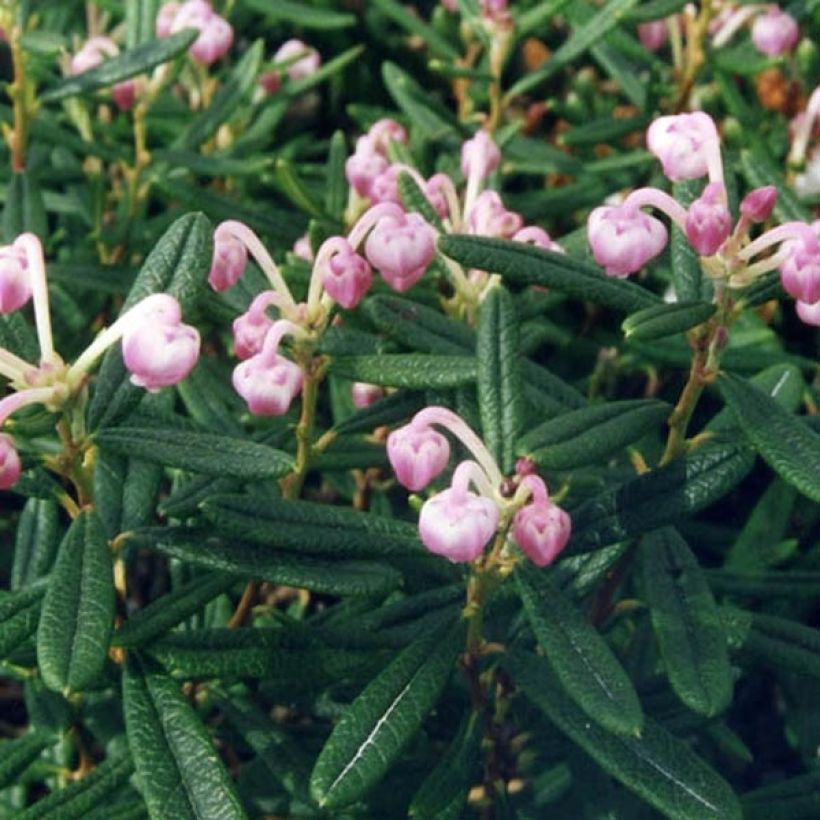 Andromeda polifolia Compacta (Folhagem)