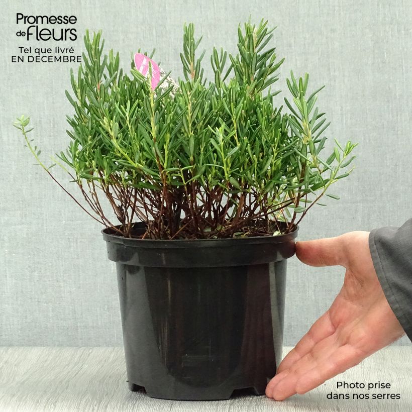 Amostra de Andromède à feuilles de Podium - Andromeda polifolia Compacta Vaso de 2 L/3 L tal como entregue no inverno