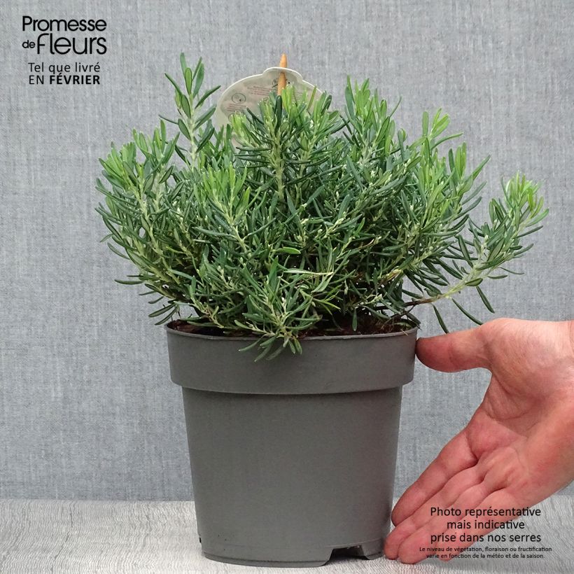 Amostra de Andromeda polifolia Compacta Vaso de 2 L/3 L tal como entregue no outono