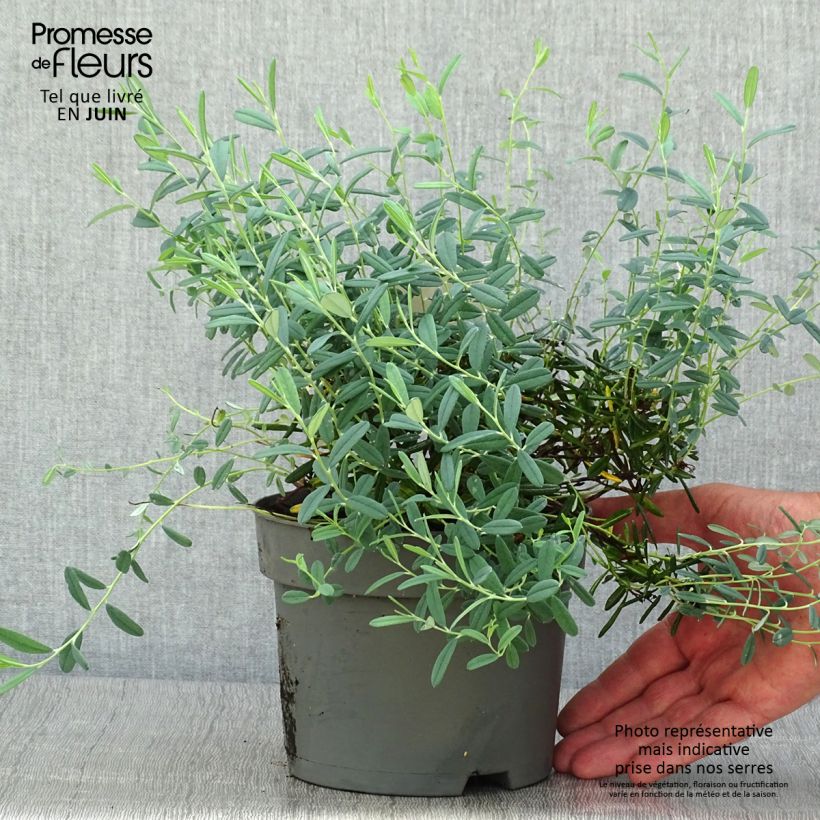 Amostra de Andromeda polifolia Blue Ice Vaso de 2 L/3 L tal como entregue no verão