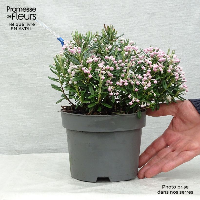 Amostra de Andromeda polifolia Blue Ice Vaso de 2 L/3 L tal como entregue na primavera