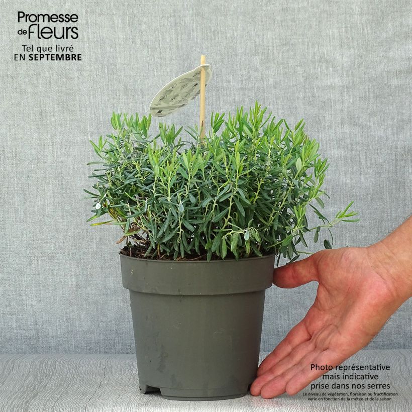 Amostra de Andromeda polifolia Blue Ice Vaso de 4 L/5 L tal como entregue no outono