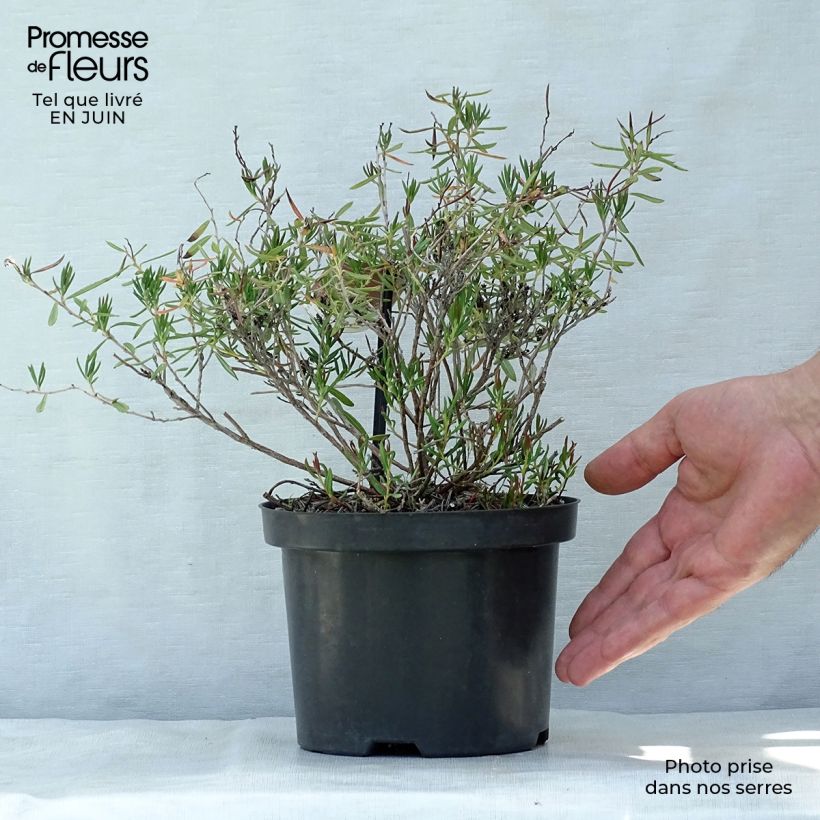Amostra de Andromeda polifolia Nikko Vaso de 2 L/3 L tal como entregue no verão